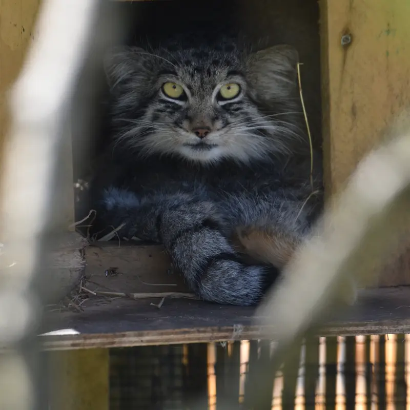 A photograph of Altai in The Lakeland Wildlife Oasis