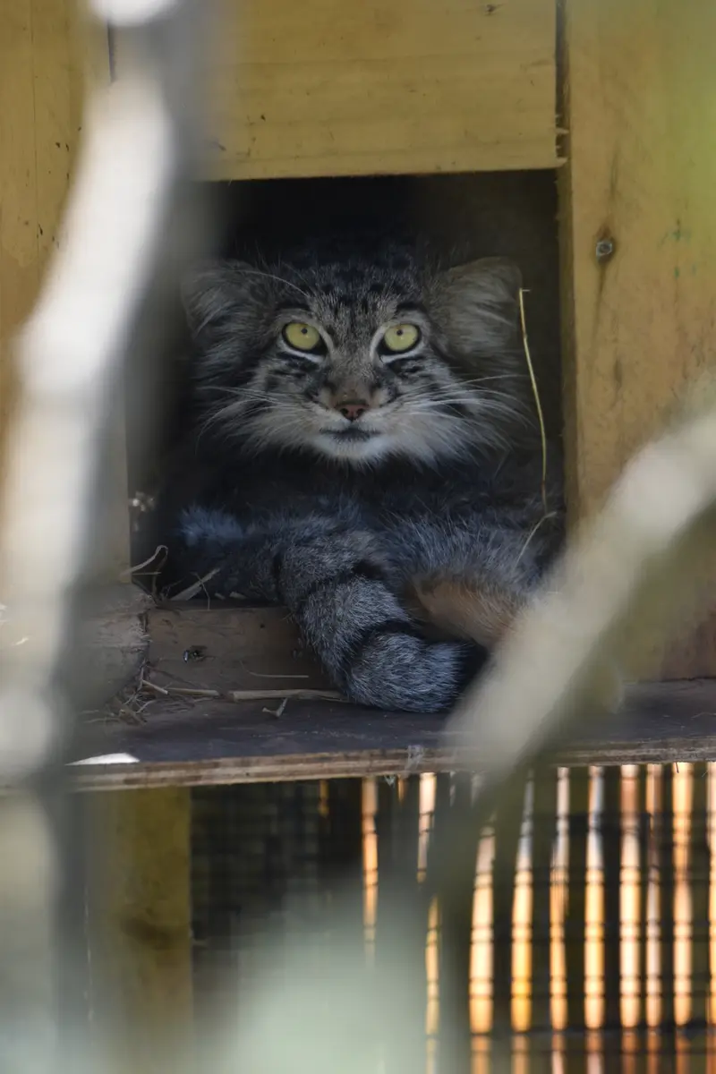 A photograph of Altai in The Lakeland Wildlife Oasis