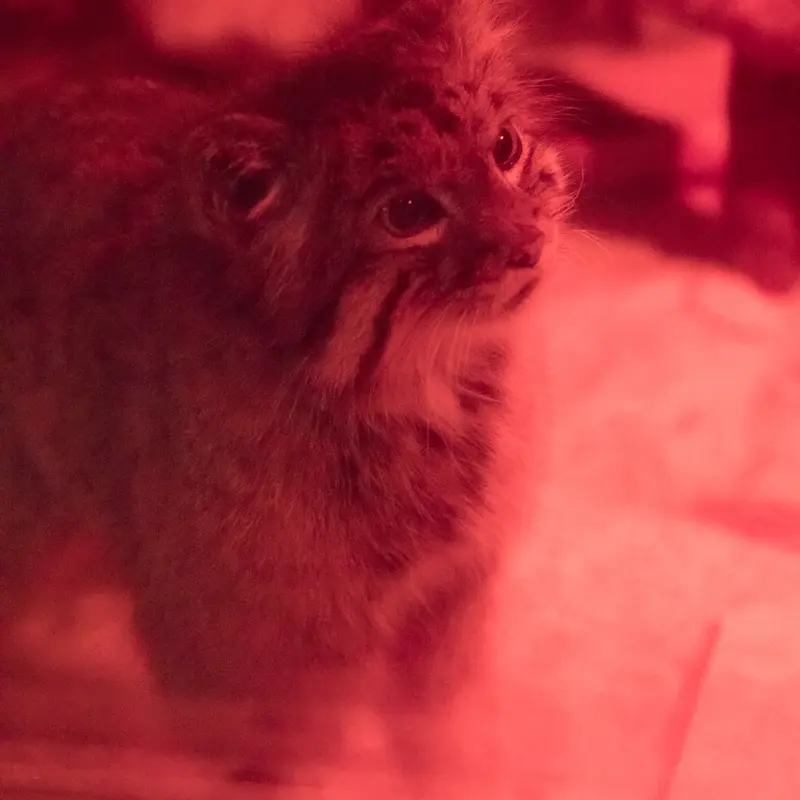 A photograph of Naim in Ueno Zoological Gardens