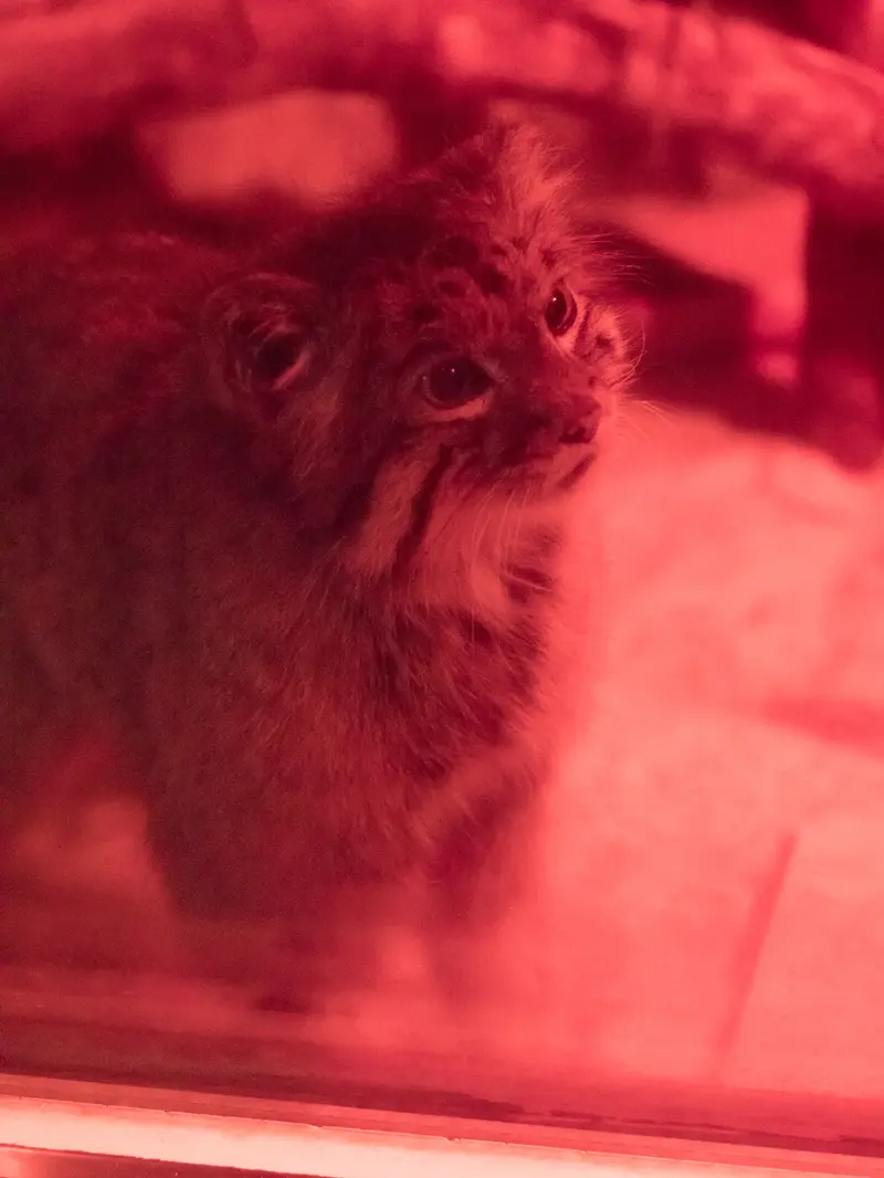 A photograph of Naim in Ueno Zoological Gardens