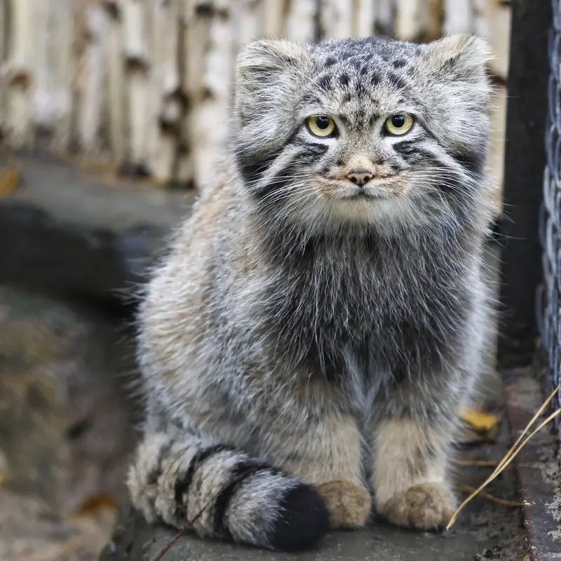 A photograph of Son of Adele b.2026 Ⅰ in Novosibirsk Zoo