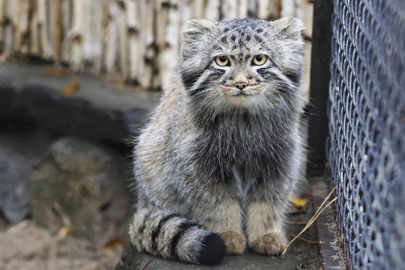 A photograph of a Pallas's cat in Novosibirsk Zoo
