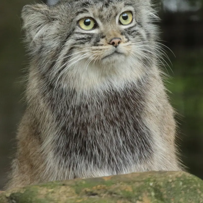 A photograph of Poes in Rotterdam Zoo