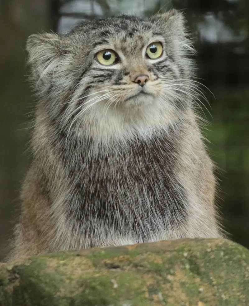 A photograph of Poes in Rotterdam Zoo
