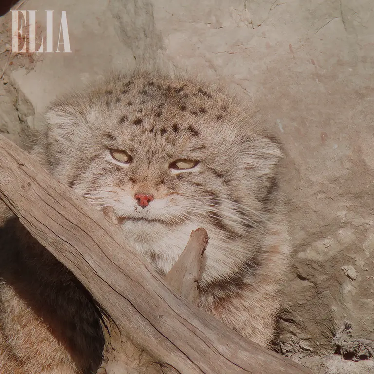 A photograph of Olaf in Calgary Zoo / Wilder Institute
