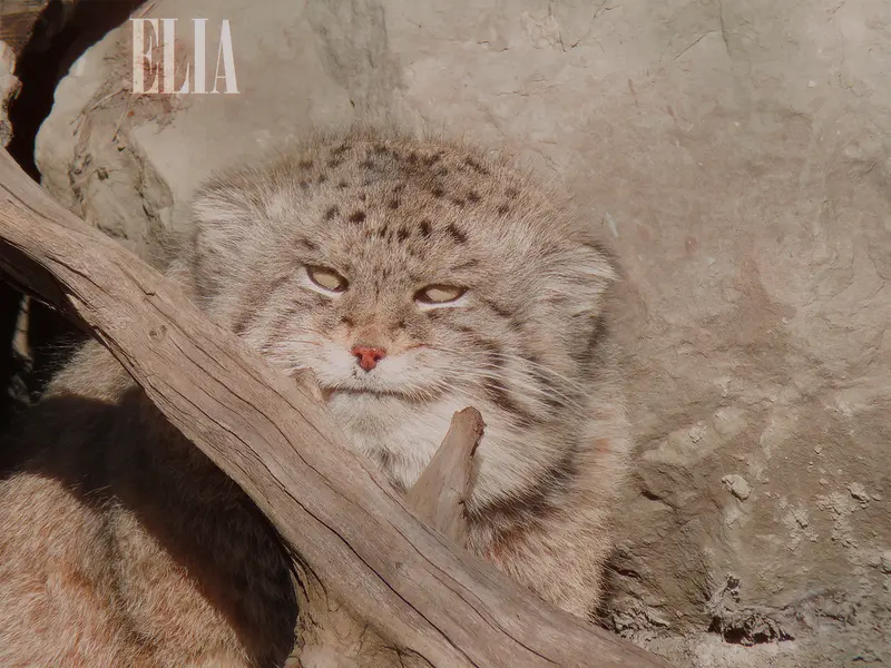 A photograph of Olaf in Calgary Zoo / Wilder Institute