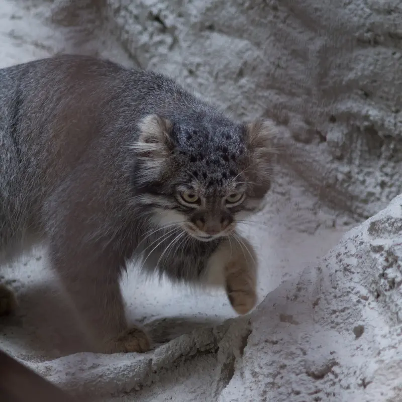 A photograph of Figa in Nogeyama Zoo