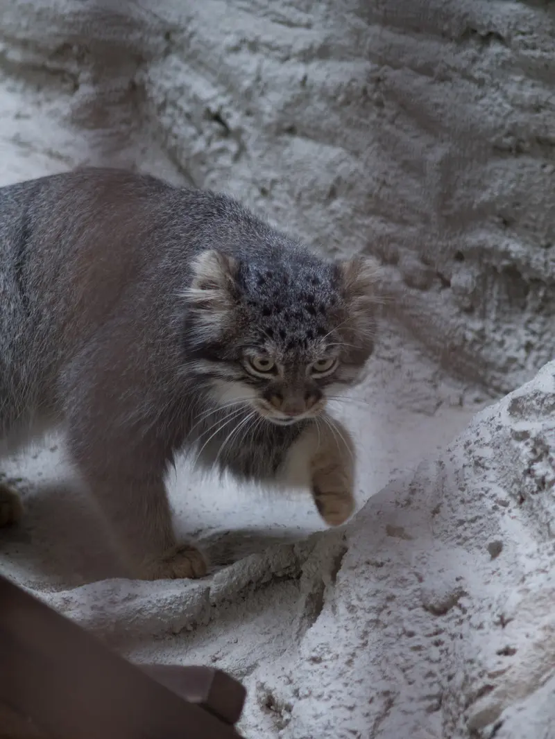 A photograph of Figa in Nogeyama Zoo
