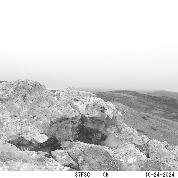 A photograph of Pika from Besshoky 1 camera trap