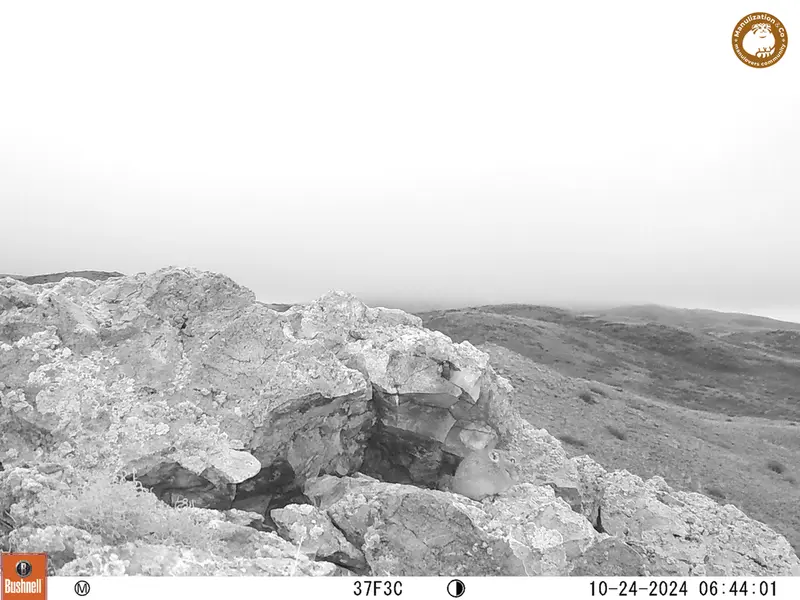 A photograph of Pika from Besshoky 1 camera trap