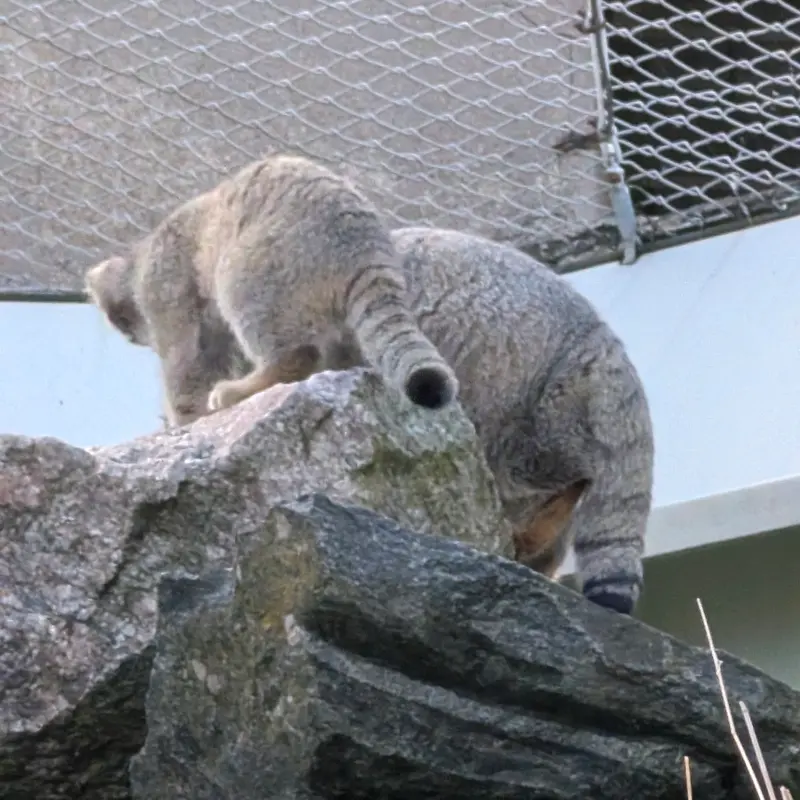 A photograph of Mimi and Sten in Korkeasaari Zoo