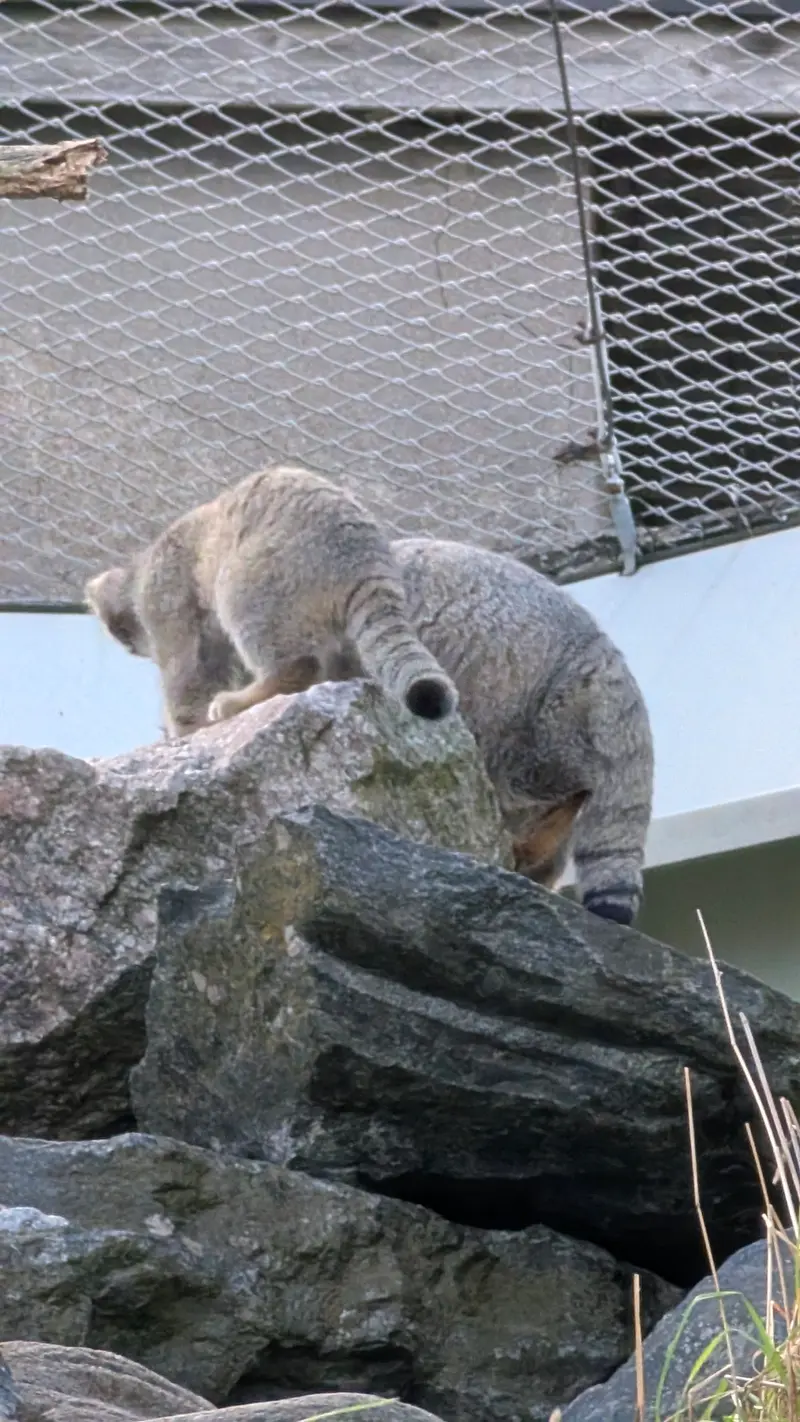 A photograph of Mimi and Sten in Korkeasaari Zoo