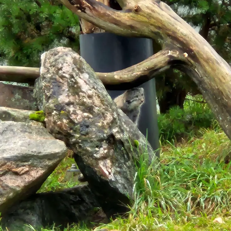 A photograph of Saimi in Korkeasaari Zoo