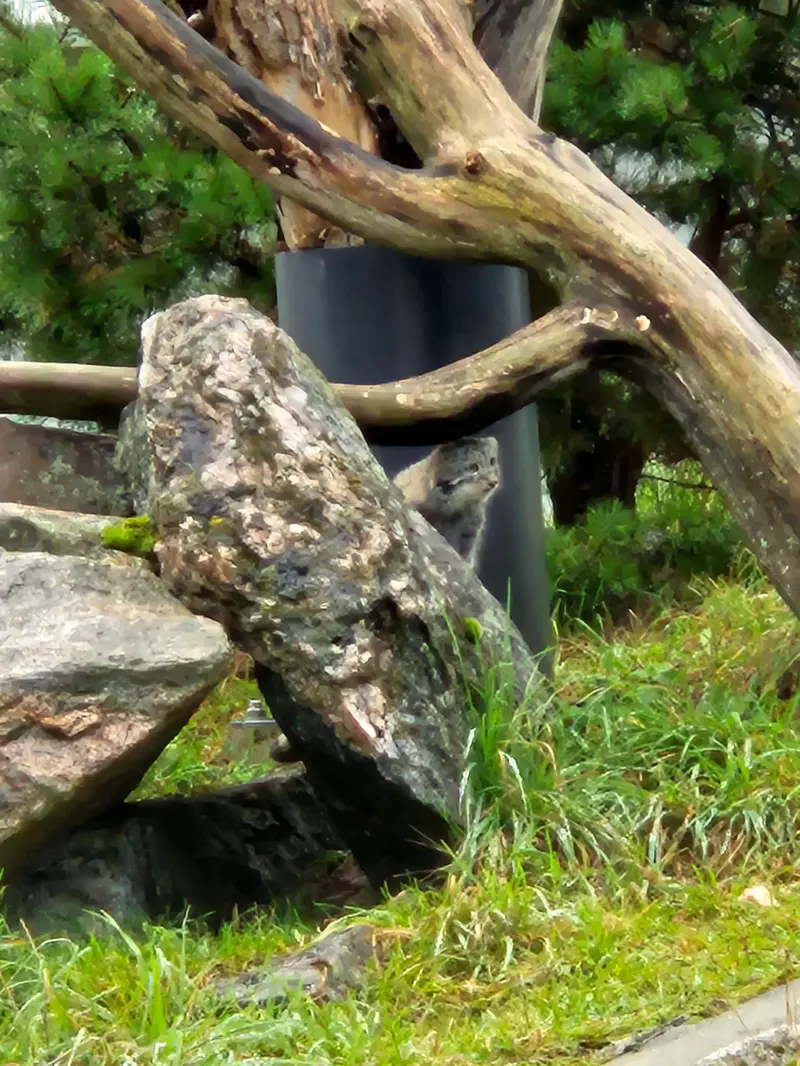 A photograph of Saimi in Korkeasaari Zoo