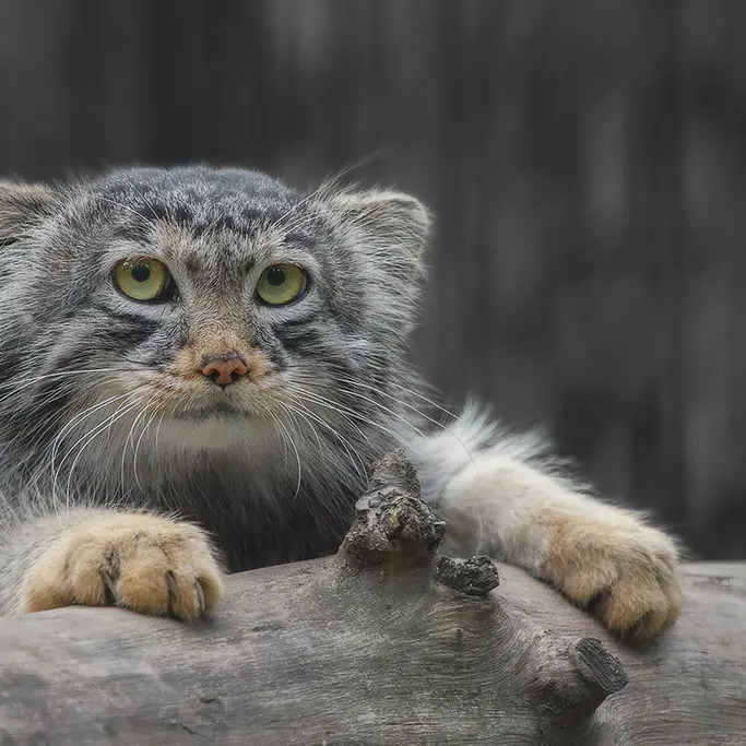A photograph of Bartok in Novosibirsk Zoo