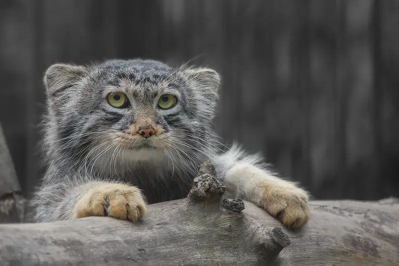 A photograph of Bartok in Novosibirsk Zoo