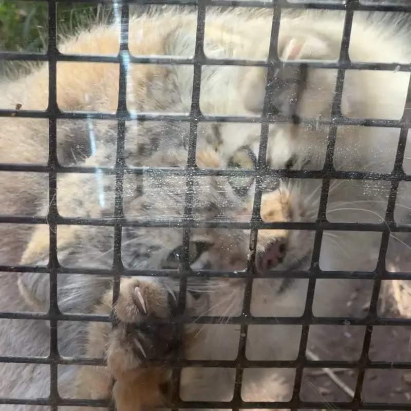 A photograph of a Pallas's cat