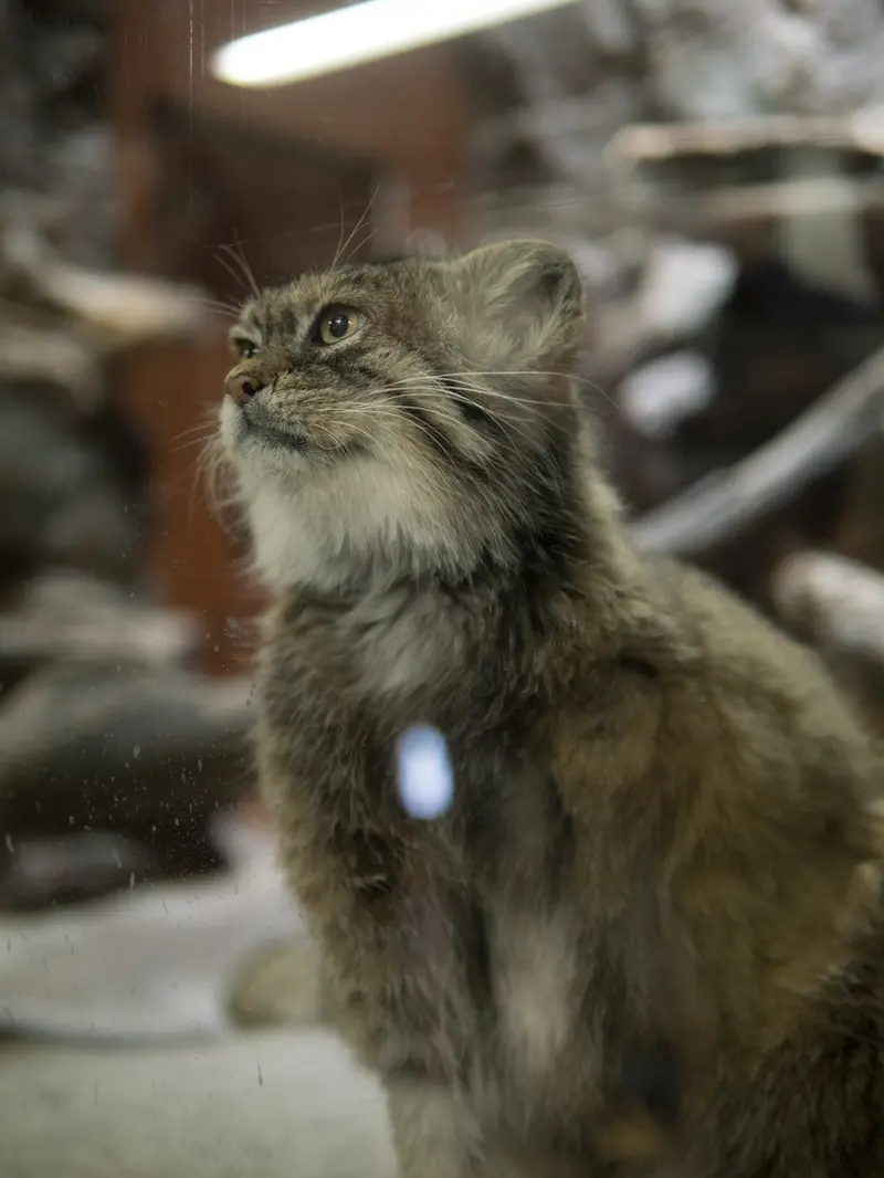 A photograph of Primula in Ueno Zoological Gardens