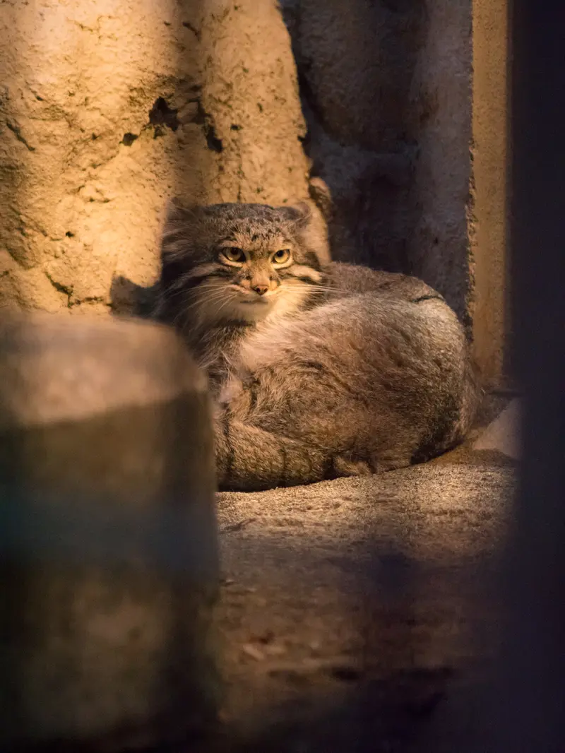 A photograph of Figa in Nogeyama Zoo