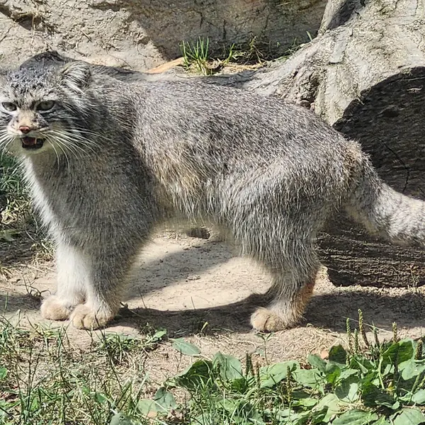 A photograph of Luka in Binghamton Zoo at Ross Park
