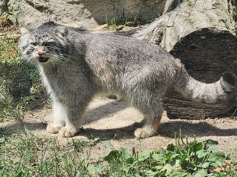 A photograph of Luka in Binghamton Zoo at Ross Park