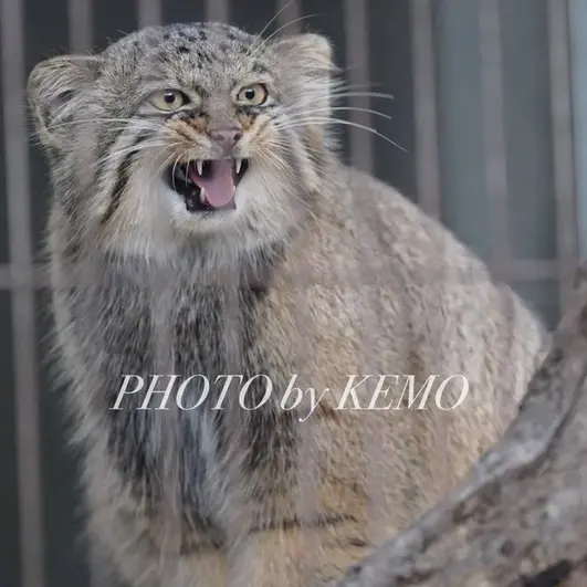 A photograph of Hide in Higashiyama Zoo and Botanical Gardens