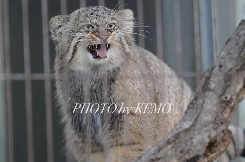 A photograph of Hide in Higashiyama Zoo and Botanical Gardens