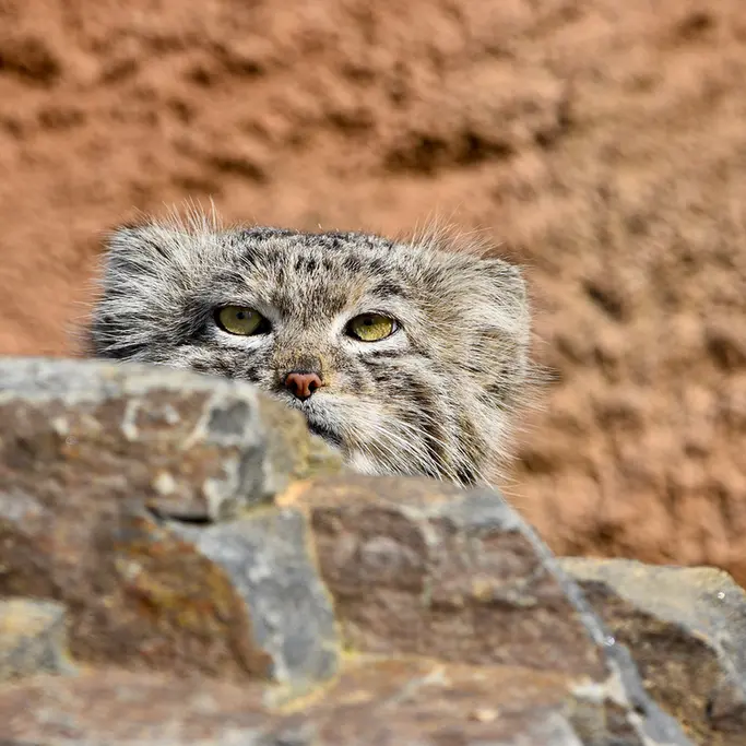 A photograph of Spay in Prague Zoo