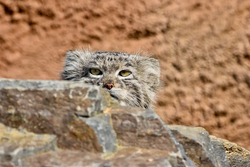 A photograph of Spay in Prague Zoo