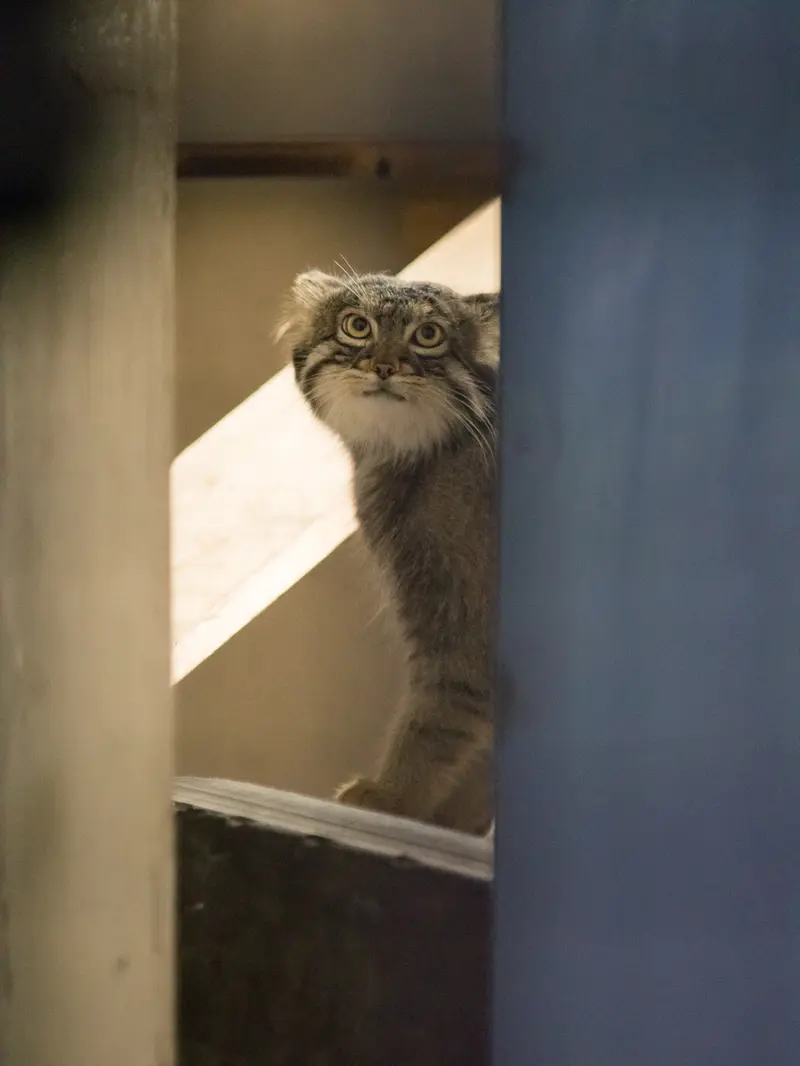 A photograph of Figa in Nogeyama Zoo