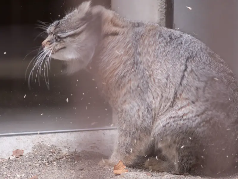 A photograph of Figa in Nogeyama Zoo