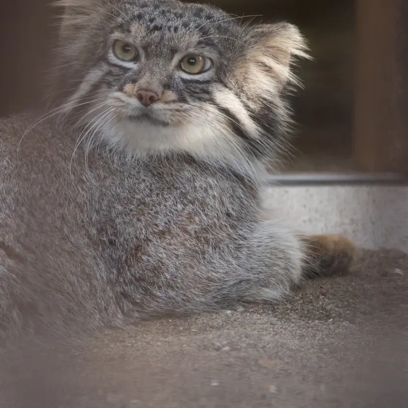 A photograph of Figa in Nogeyama Zoo