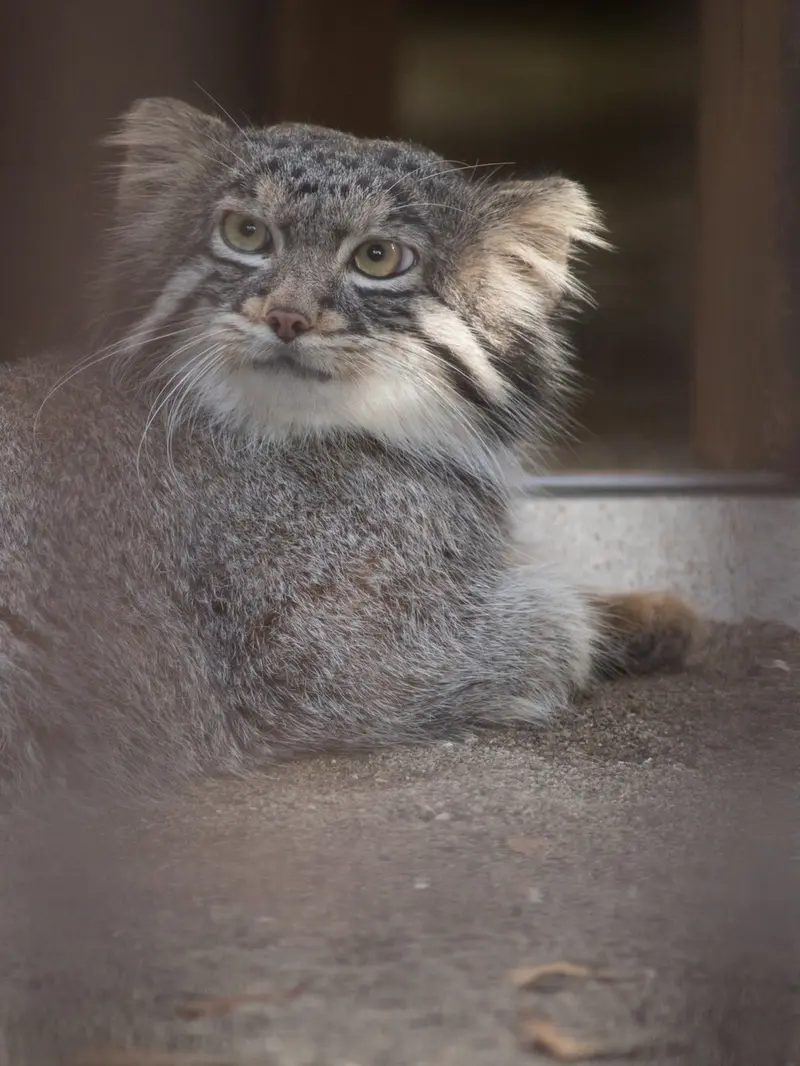 A photograph of Figa in Nogeyama Zoo