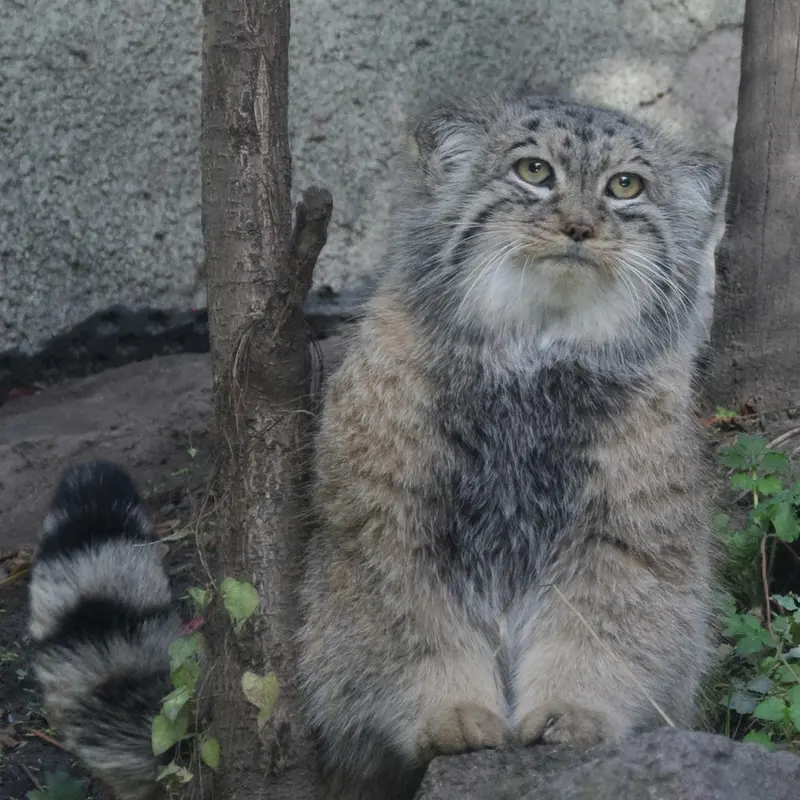 A photograph of Bohus in Budapest Zoo & Botanical Garden