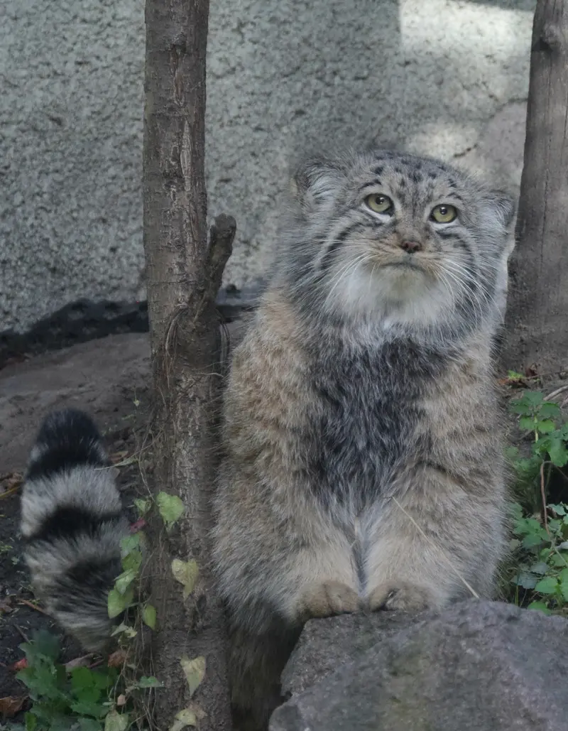 A photograph of Bohus in Budapest Zoo & Botanical Garden