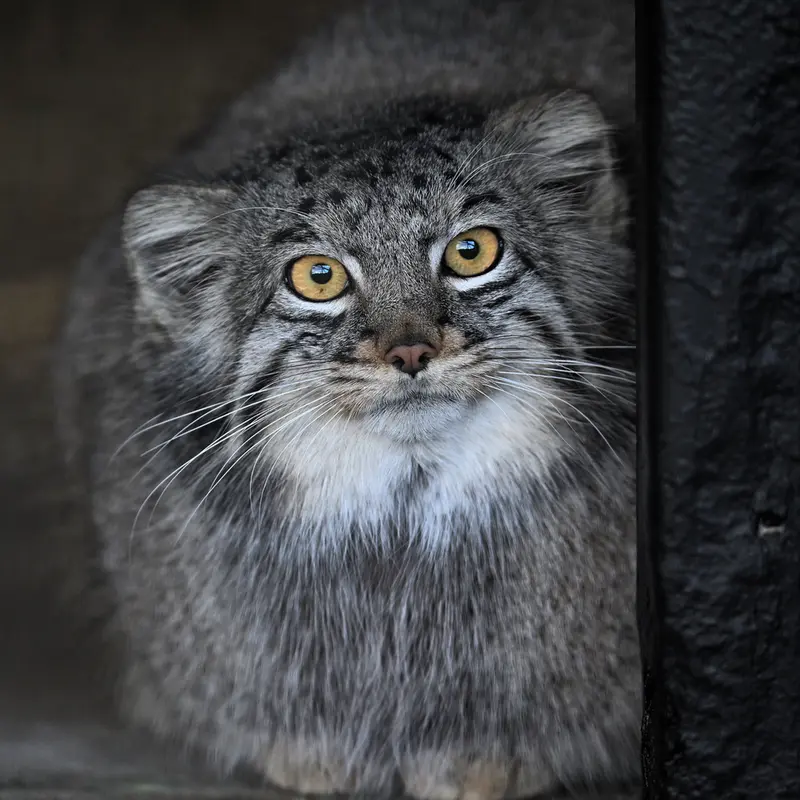 A photograph of Mei in Gokatsuraike Animal Park