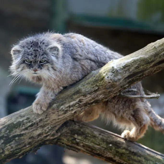 A photograph of Pazzo in Łódź Zoo