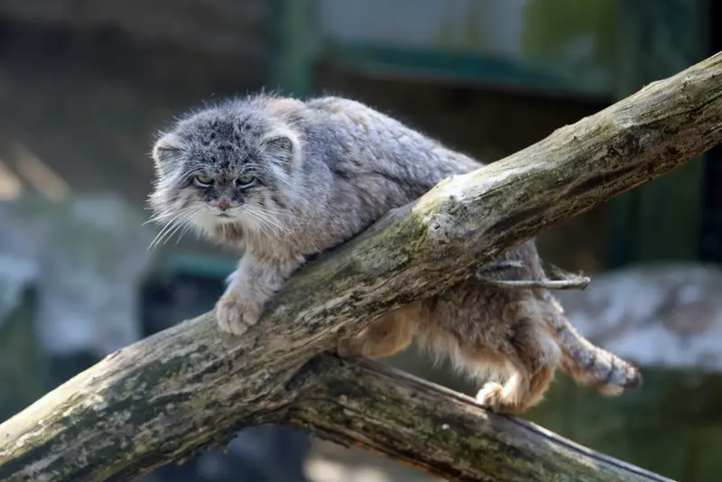 A photograph of Pazzo in Łódź Zoo