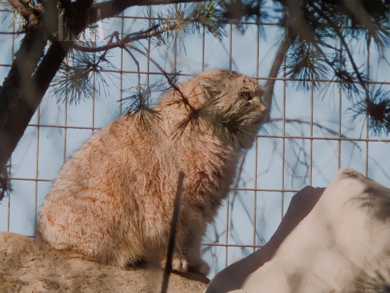 A photograph of Olaf in Calgary Zoo / Wilder Institute