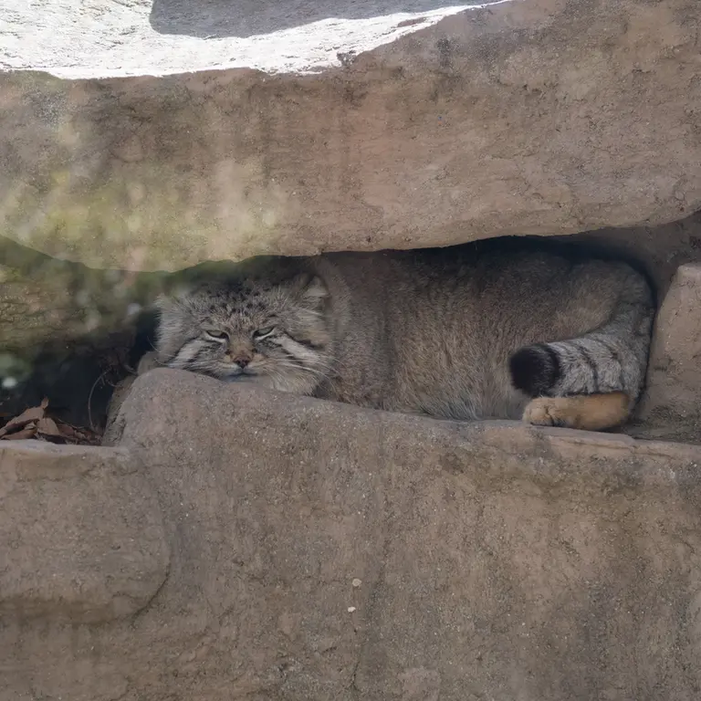 A photograph of Lotos in Saitama Children's Zoo