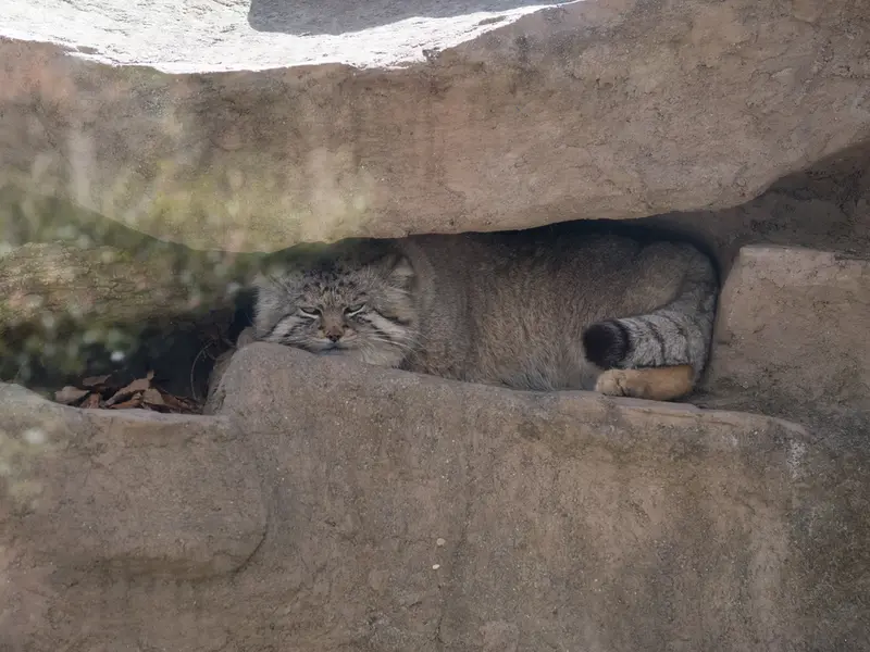 A photograph of Lotos in Saitama Children's Zoo