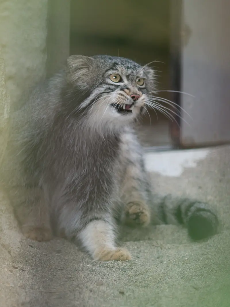 A photograph of Figa in Nogeyama Zoo