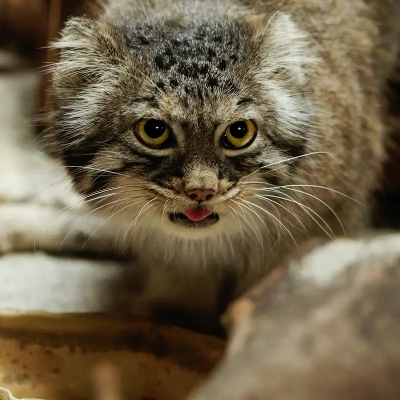 A photograph of Shafran in Ueno Zoological Gardens
