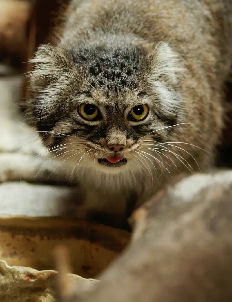 A photograph of Shafran in Ueno Zoological Gardens