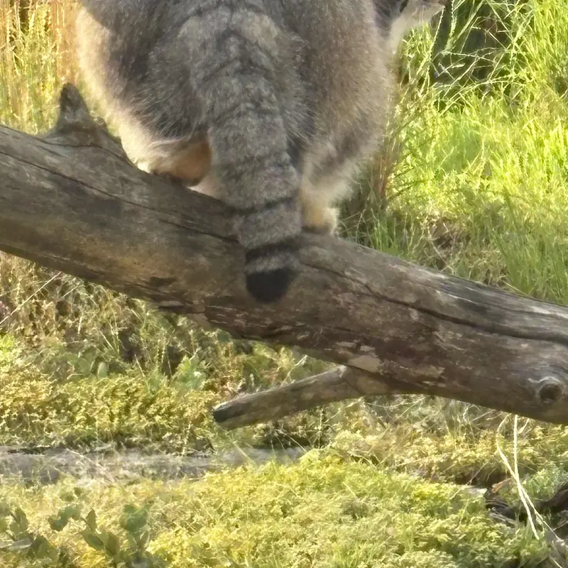 A photograph of Mimi in Korkeasaari Zoo