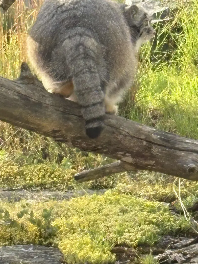 A photograph of Mimi in Korkeasaari Zoo
