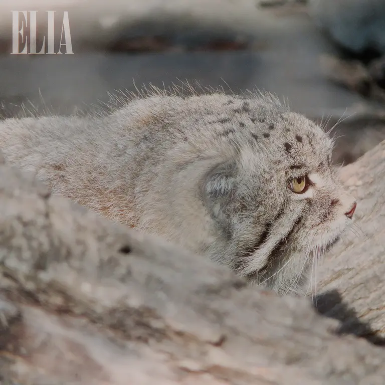 A photograph of Olaf in Calgary Zoo / Wilder Institute