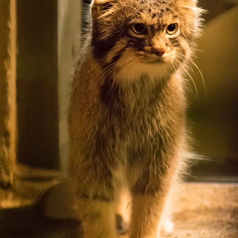 A photograph of Figa in Nogeyama Zoo