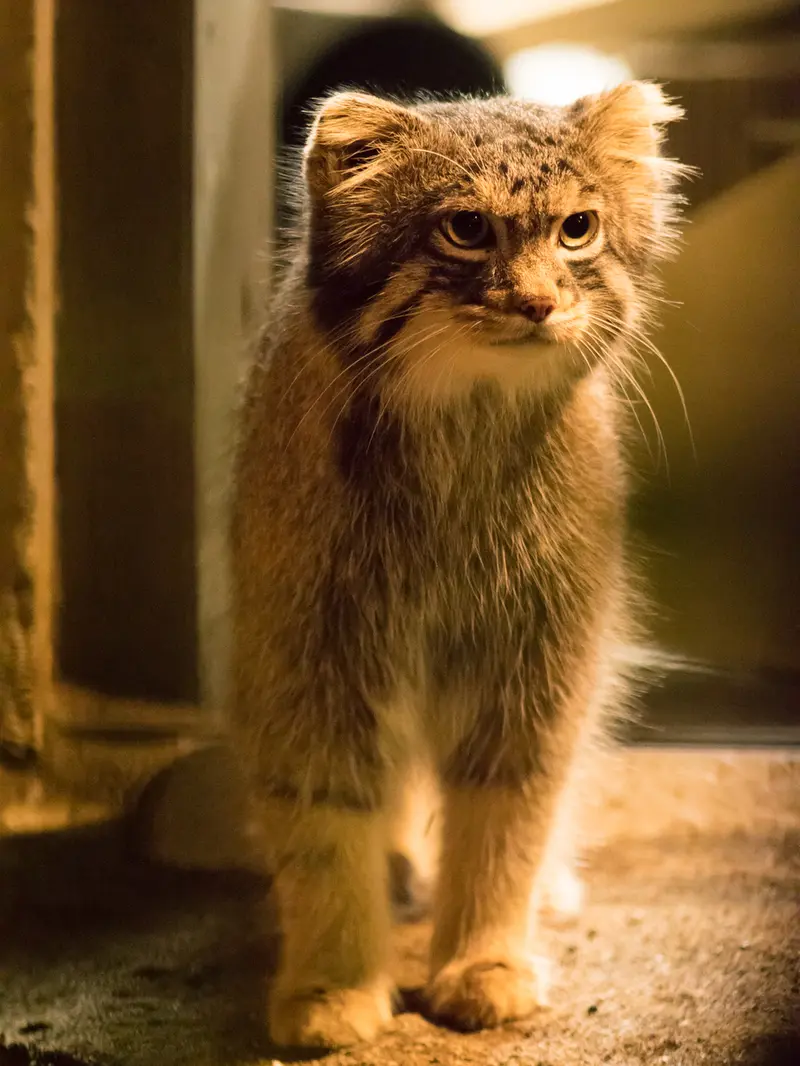 A photograph of Figa in Nogeyama Zoo
