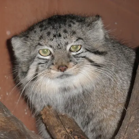 A photograph of Tabby in Saitama Children's Zoo